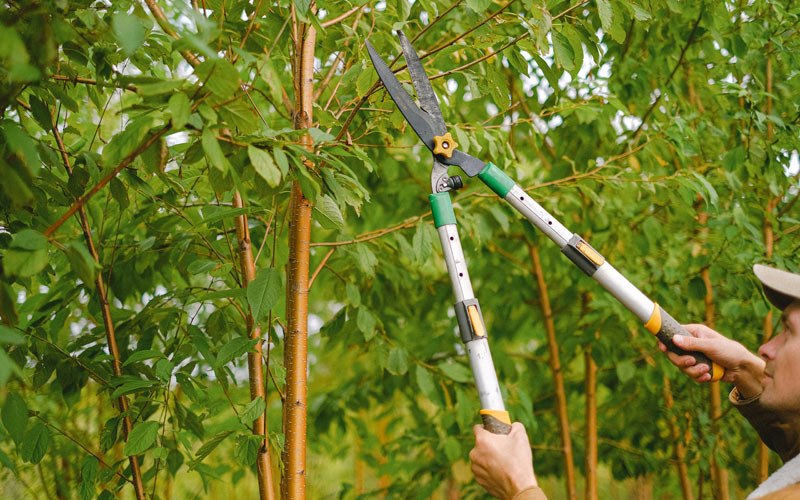 Tree trimming in Thornton, IA