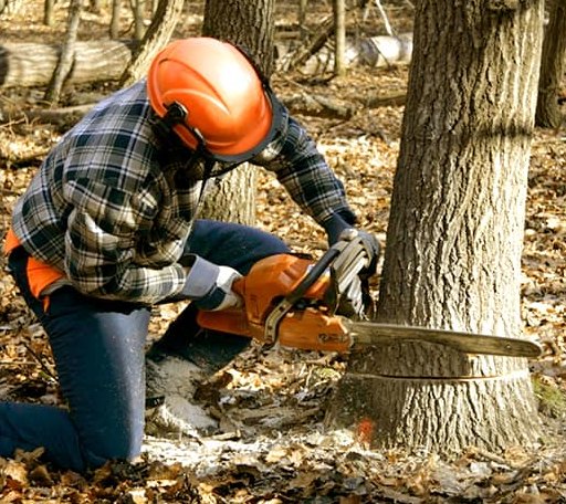 Tree Removal in Thornton, IA